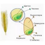 Оболочка зерна содержит