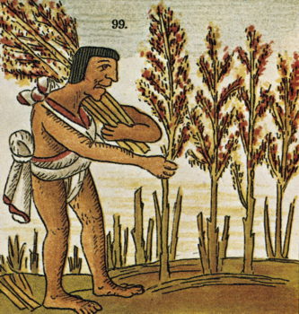 Aztecs Harvesting Amaranth